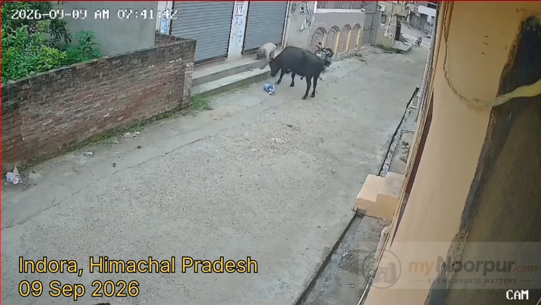 इंदौरा में बेसहारा बैल ने किया बुजुर्ग पर हमला